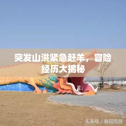 突发山洪紧急赶羊，冒险经历大揭秘
