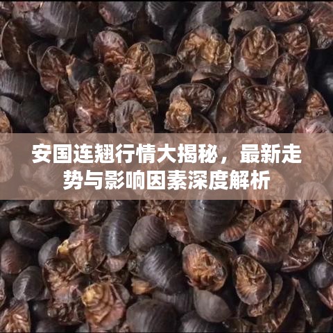 安国连翘行情大揭秘，最新走势与影响因素深度解析