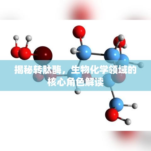 揭秘转肽酶，生物化学领域的核心角色解读