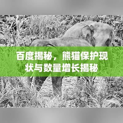 百度揭秘，熊猫保护现状与数量增长揭秘