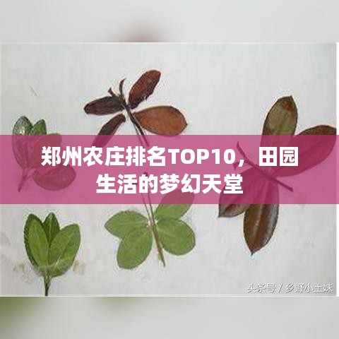 郑州农庄排名TOP10，田园生活的梦幻天堂