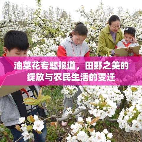 油菜花专题报道，田野之美的绽放与农民生活的变迁