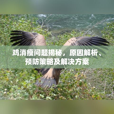 鸡消瘦问题揭秘，原因解析、预防策略及解决方案