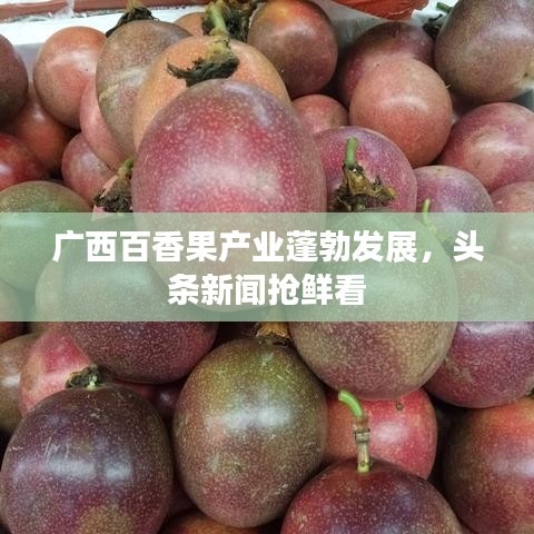 广西百香果产业蓬勃发展，头条新闻抢鲜看