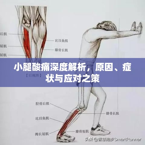 小腿酸痛深度解析，原因、症状与应对之策