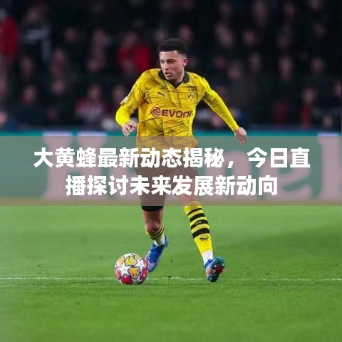 大黄蜂最新动态揭秘，今日直播探讨未来发展新动向