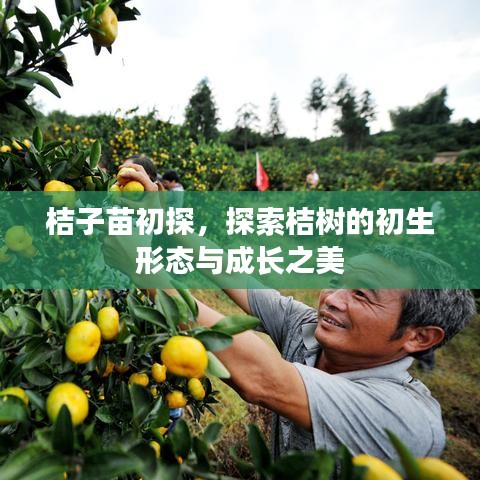 桔子苗初探，探索桔树的初生形态与成长之美