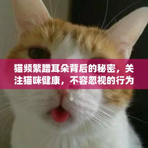猫频繁蹭耳朵背后的秘密，关注猫咪健康，不容忽视的行为细节