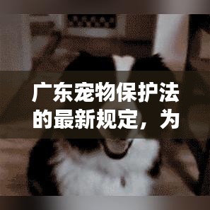 广东宠物保护法的最新规定，为爱宠保驾护航的法规更新！