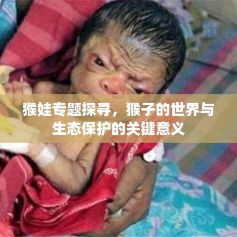 猴娃专题探寻，猴子的世界与生态保护的关键意义