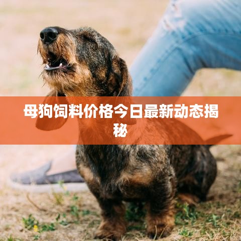 母狗饲料价格今日最新动态揭秘