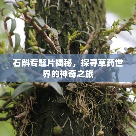 石斛专题片揭秘，探寻草药世界的神奇之旅