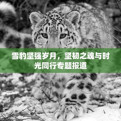 雪豹坚强岁月，坚韧之魂与时光同行专题报道