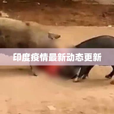 印度疫情最新动态更新