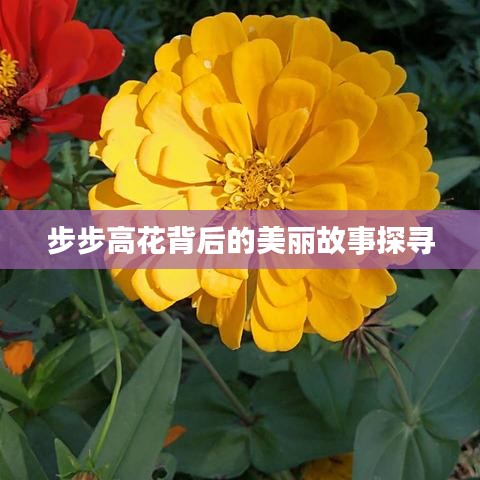 步步高花背后的美丽故事探寻