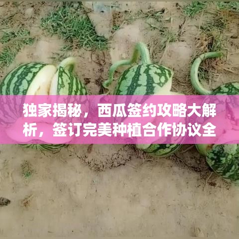 独家揭秘，西瓜签约攻略大解析，签订完美种植合作协议全指南！