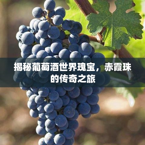 揭秘葡萄酒世界瑰宝，赤霞珠的传奇之旅