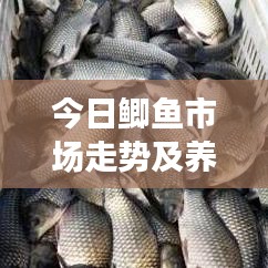 鸟覆危巢