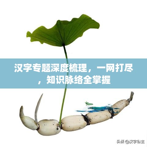 汉字专题深度梳理，一网打尽，知识脉络全掌握