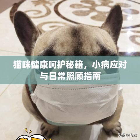 猫咪健康呵护秘籍，小病应对与日常照顾指南
