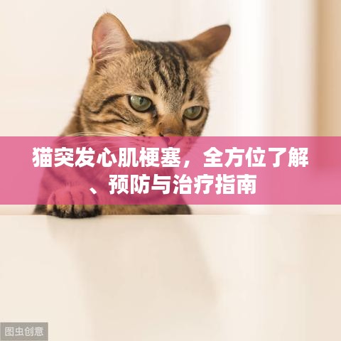 猫突发心肌梗塞，全方位了解、预防与治疗指南