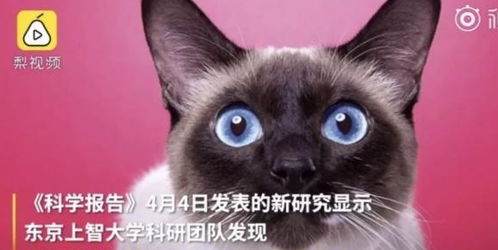 猫妹直播官方下载指南,如何免费下载限量版v8.245,安全安装无捆绑软件