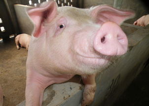 90版本假猪搬砖收益,快速落实方案响应-MR_v10.234