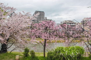 热血海贼王单机版下载和南宁出行官方下载,深入数据解释定义|动态版_v6.618
