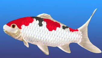 鲤鱼更新版本跟变异狗下载官方,深层数据计划实施&amp;FHD版_v9.719